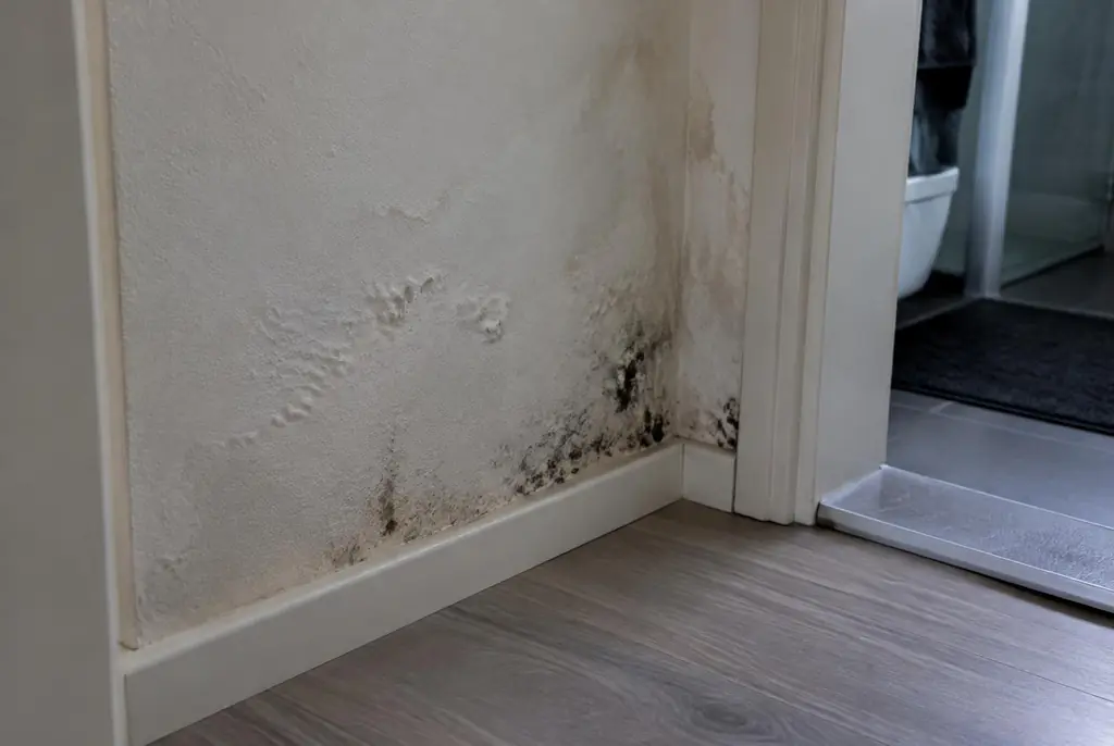 Lekdetectie Elburg – vochtplek met schimmel op een muur